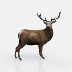 Forest deer 
