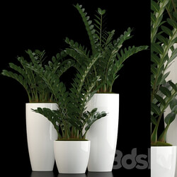 Plants collection 56 3D Models 