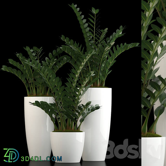 Plants collection 56 3D Models