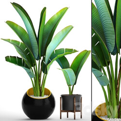 Collection of plants 79. Ravenala. Strelitzia Ravenala thickets bushes tropical exotic outdoor flowerpot banana palm 3D Models 