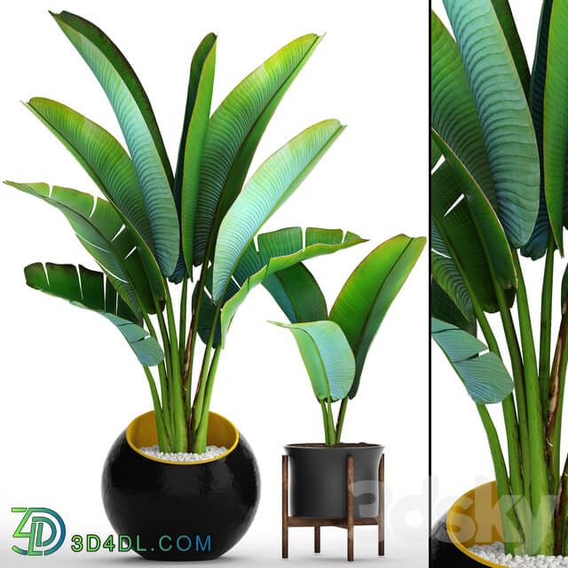 Collection of plants 79. Ravenala. Strelitzia Ravenala thickets bushes tropical exotic outdoor flowerpot banana palm 3D Models