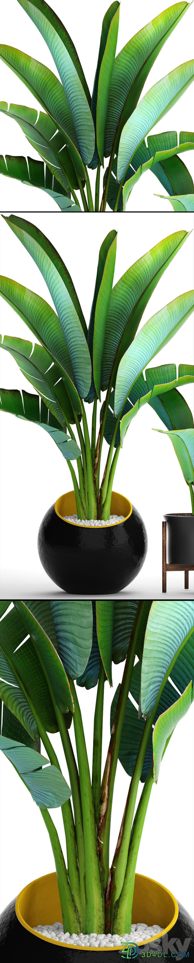 Collection of plants 79. Ravenala. Strelitzia Ravenala thickets bushes tropical exotic outdoor flowerpot banana palm 3D Models