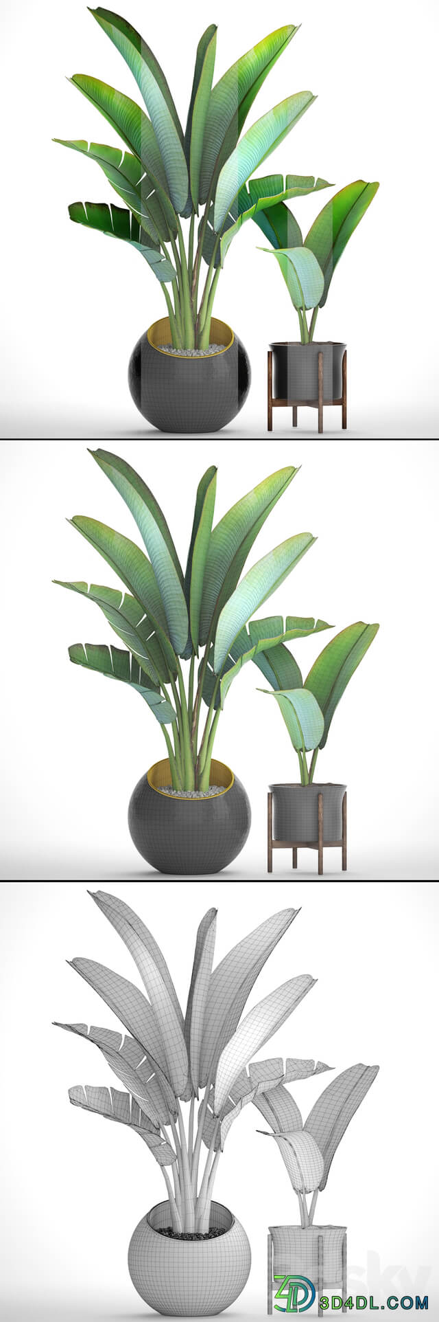 Collection of plants 79. Ravenala. Strelitzia Ravenala thickets bushes tropical exotic outdoor flowerpot banana palm 3D Models