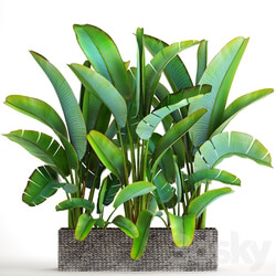 Collection of plants 85. Ravenala strelitzia bushes thickets exotic outdoor pot flowerpot banana bushes ravenala 3D Models 