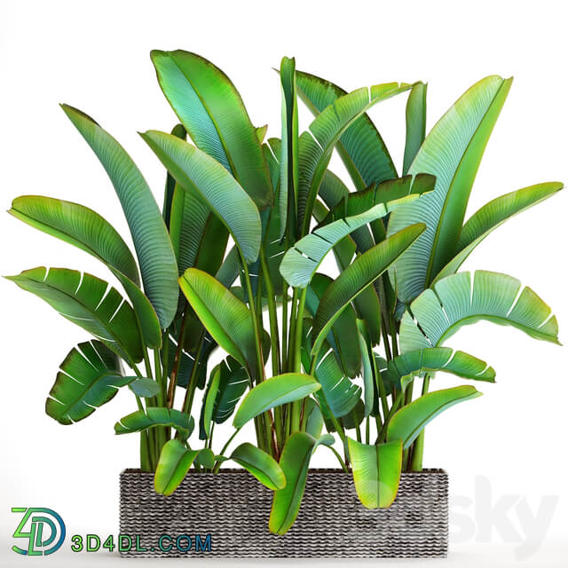 Collection of plants 85. Ravenala strelitzia bushes thickets exotic outdoor pot flowerpot banana bushes ravenala 3D Models