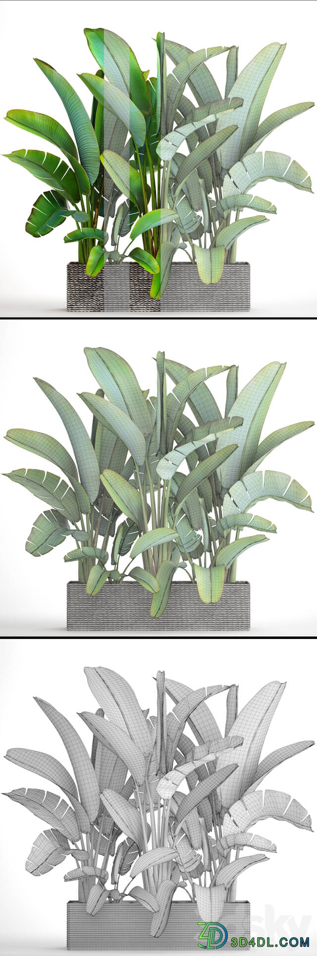 Collection of plants 85. Ravenala strelitzia bushes thickets exotic outdoor pot flowerpot banana bushes ravenala 3D Models