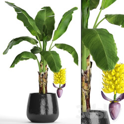 A banana palm with fruits. Banana bush palm tree fruit flower decorative indoor exotic 3D Models 