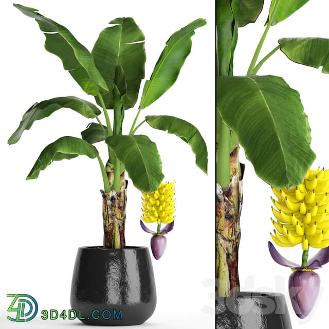 A banana palm with fruits. Banana bush palm tree fruit flower decorative indoor exotic 3D Models