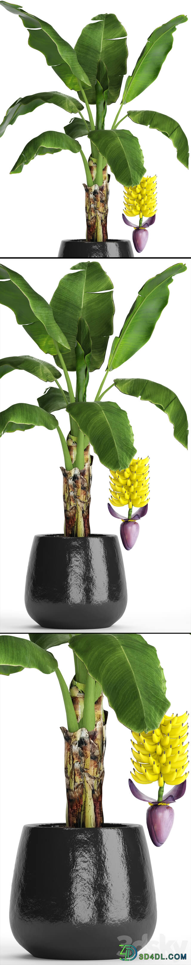 A banana palm with fruits. Banana bush palm tree fruit flower decorative indoor exotic 3D Models