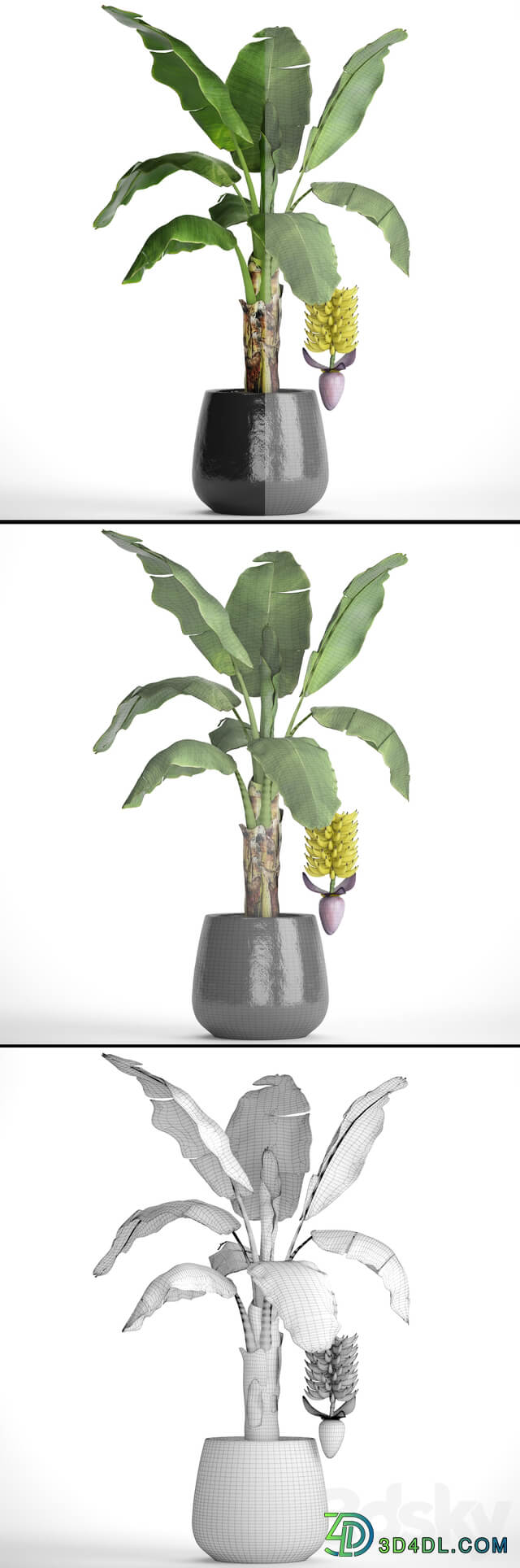A banana palm with fruits. Banana bush palm tree fruit flower decorative indoor exotic 3D Models