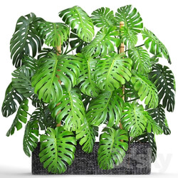 Plant Collection of plants 87. Monstera. 