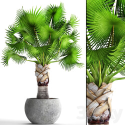 Bismarckia Nobilis green. fan palm brachea bismarckia palm tree in a vase pot decorative outdoor 3D Models 