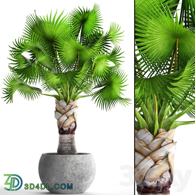 Bismarckia Nobilis green. fan palm brachea bismarckia palm tree in a vase pot decorative outdoor 3D Models