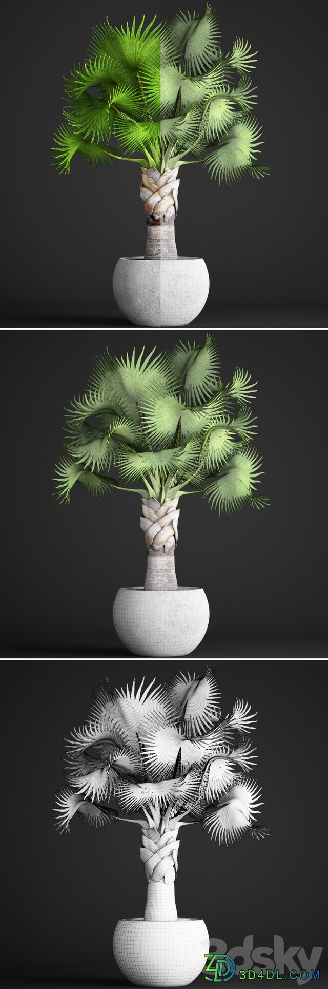 Bismarckia Nobilis green. fan palm brachea bismarckia palm tree in a vase pot decorative outdoor 3D Models