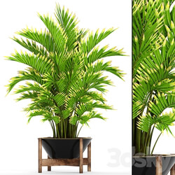 Howea forsteriana 2. ornamental palm howea pot flower 3D Models 