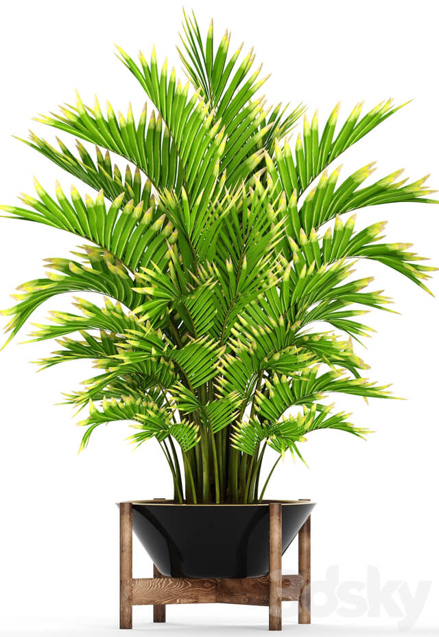 Howea forsteriana 2. ornamental palm howea pot flower 3D Models