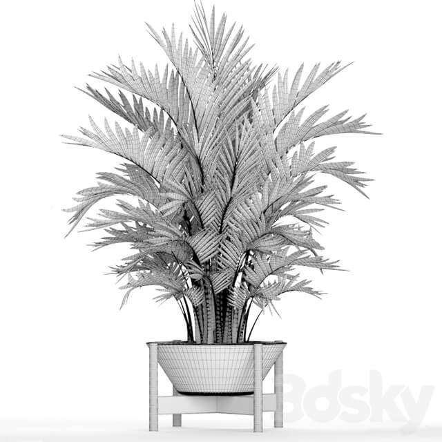 Howea forsteriana 2. ornamental palm howea pot flower 3D Models