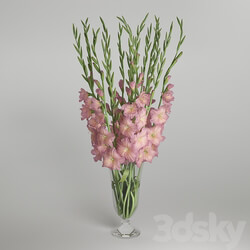 Gladiolus 3D Models 