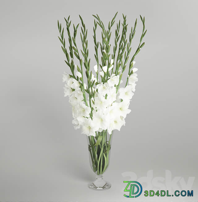 Gladiolus 3D Models