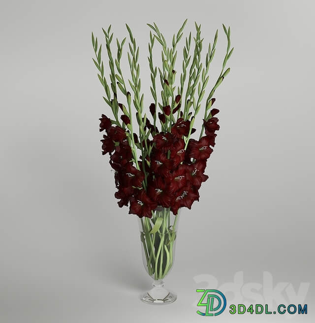 Gladiolus 3D Models