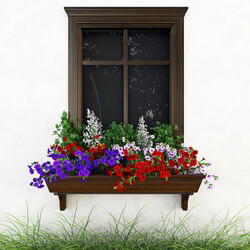 Petunia on the window 3D Models 