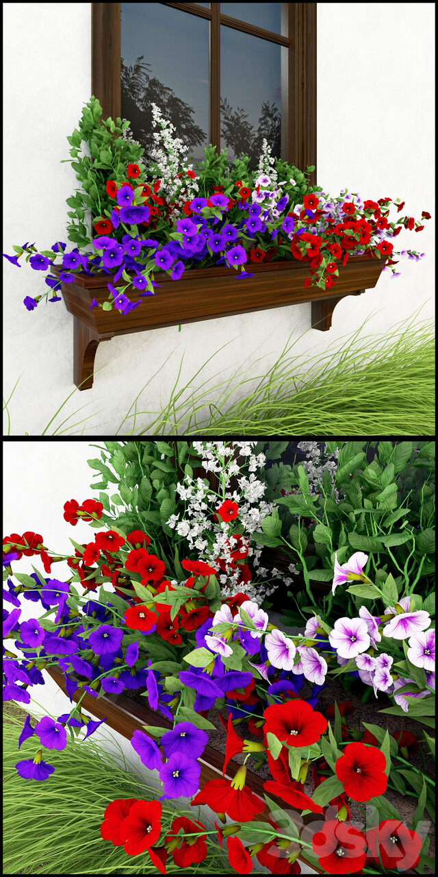 Petunia on the window 3D Models