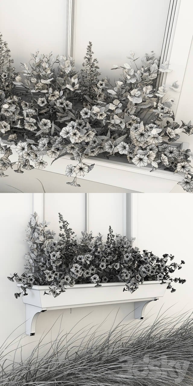 Petunia on the window 3D Models