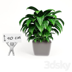 plant 3D Models 