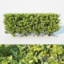 Ligustrum ovalifolium modular hedge. H 60cm 3D Models 