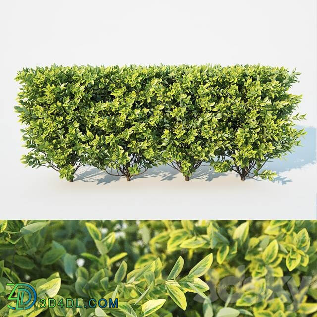 Ligustrum ovalifolium modular hedge. H 60cm 3D Models