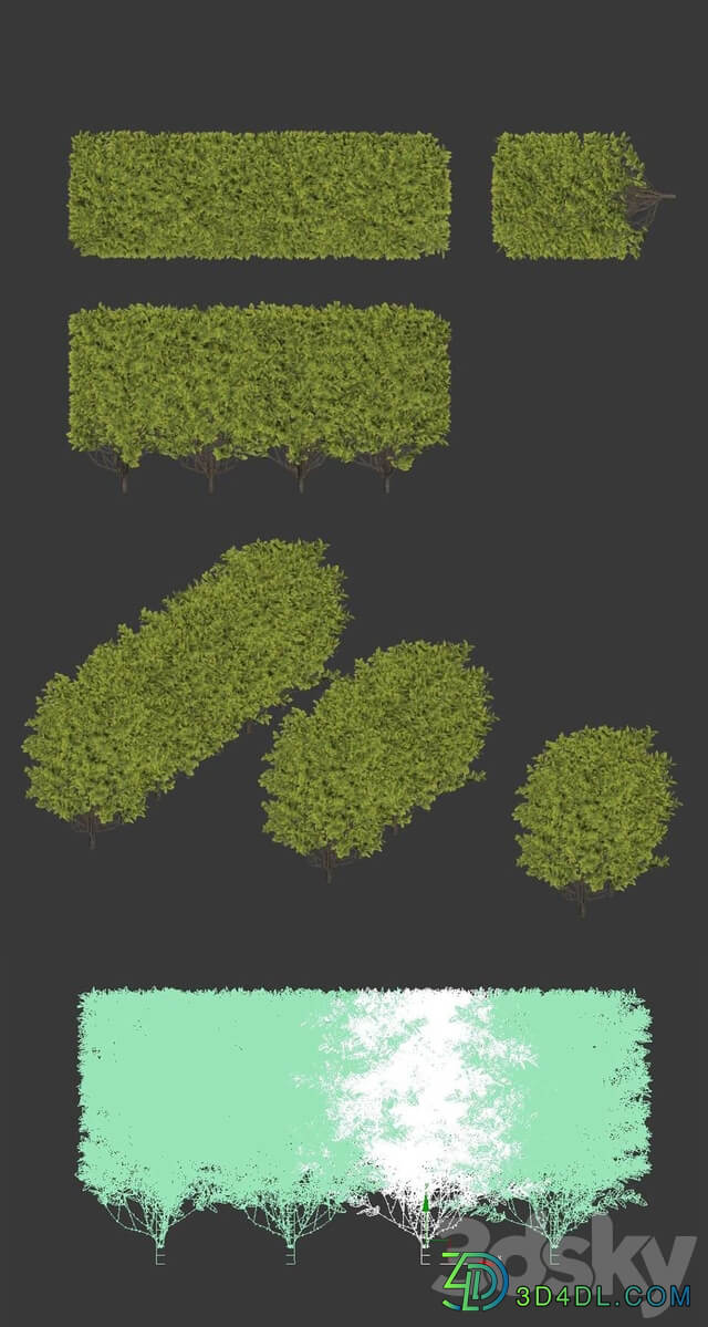 Ligustrum ovalifolium modular hedge. H 60cm 3D Models