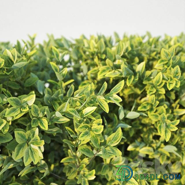 Ligustrum ovalifolium modular hedge. H 60cm 3D Models