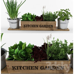 Kitchen garden 