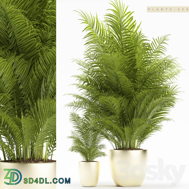 PLANTS 156 3D Models