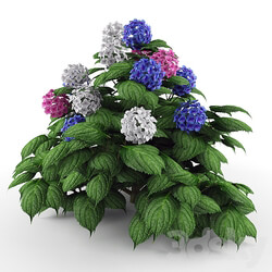 Bush Hydrangea 3D Models 