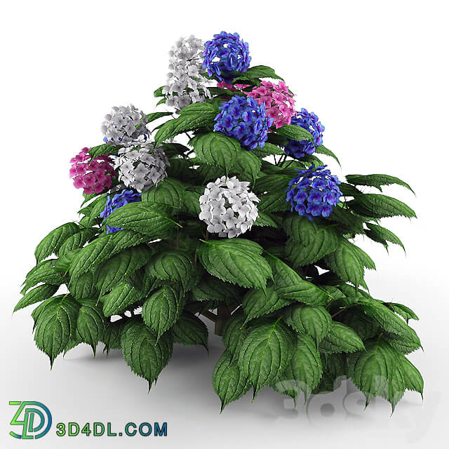 Bush Hydrangea 3D Models