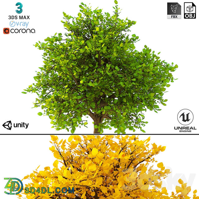 3D Model of the Bush No. 2 3D Models
