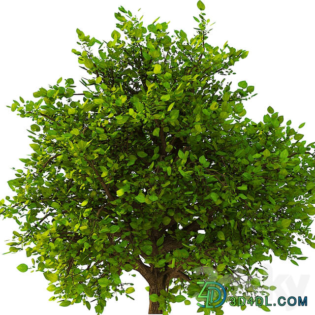 3D Model of the Bush No. 2 3D Models