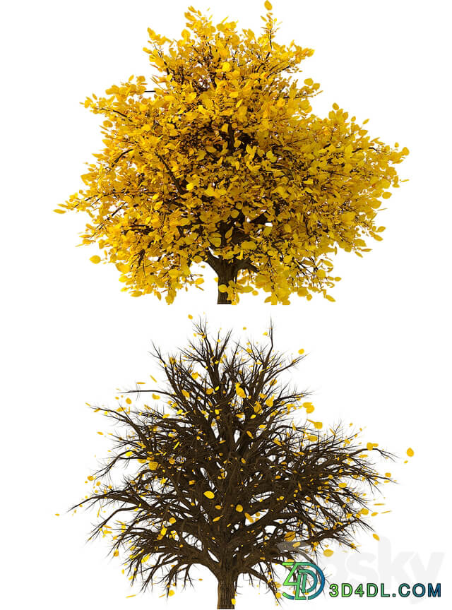 3D Model of the Bush No. 2 3D Models