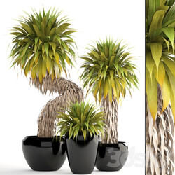 Collection of plants 151. Yucca Elata bush exotic tropical plants flowerpot pot 3D Models 