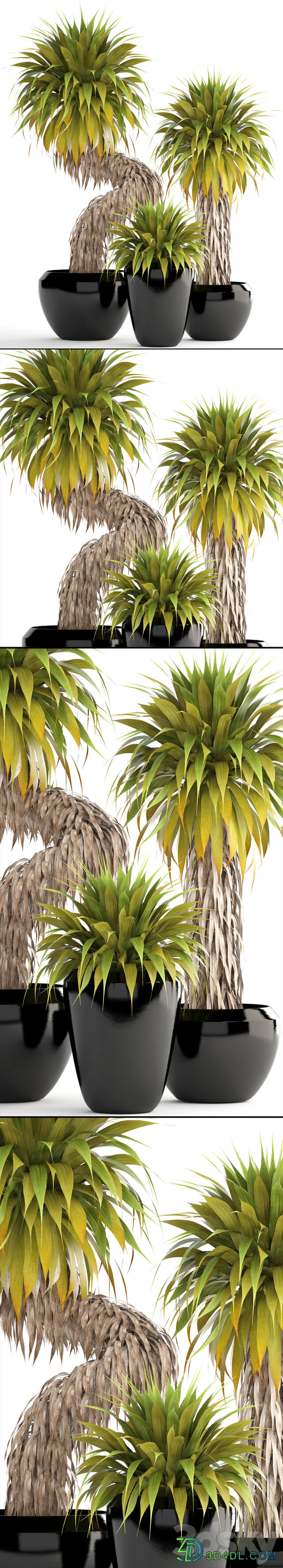 Collection of plants 151. Yucca Elata bush exotic tropical plants flowerpot pot 3D Models