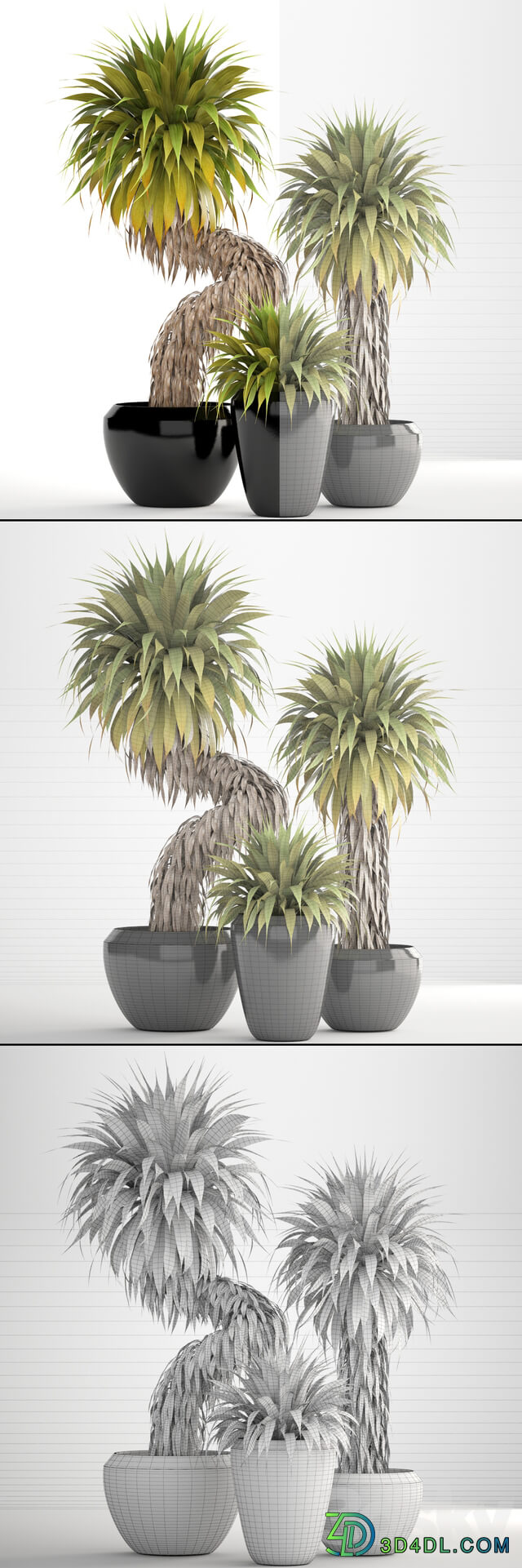 Collection of plants 151. Yucca Elata bush exotic tropical plants flowerpot pot 3D Models