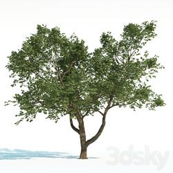 Tree Common 02 2 of 3 3D Models 