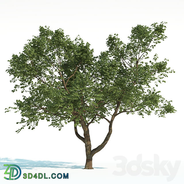 Tree Common 02 2 of 3 3D Models