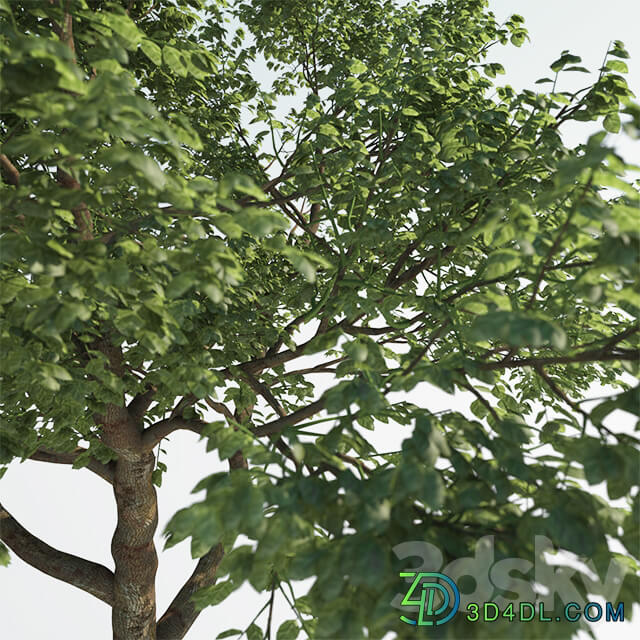 Tree Common 02 2 of 3 3D Models