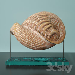Other decorative objects Martian Seashell  