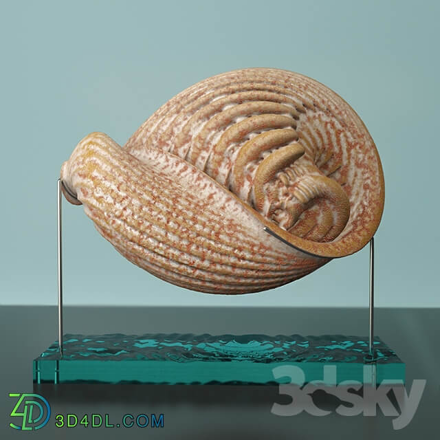 Other decorative objects Martian Seashell 