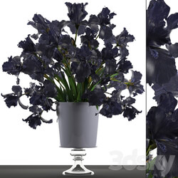 Collection of flowers 46. Black Irises. Black Irises vase table decor luxury 3D Models 