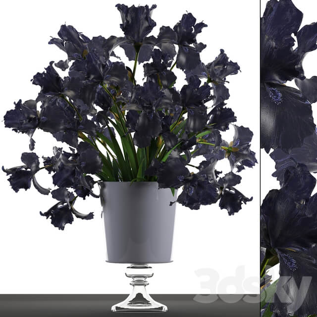 Collection of flowers 46. Black Irises. Black Irises vase table decor luxury 3D Models