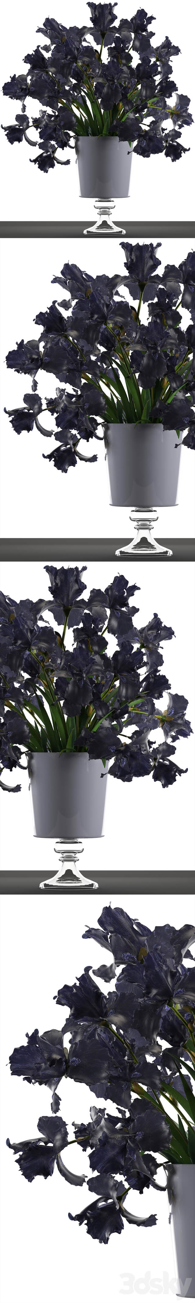 Collection of flowers 46. Black Irises. Black Irises vase table decor luxury 3D Models